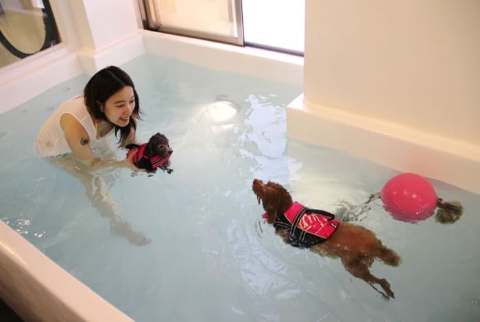 雨天帶狗狗去室內寵物泳池也是不錯的選擇