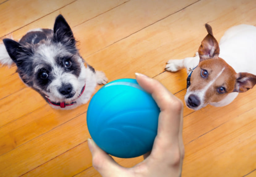 Cheerble智慧寵物玩具球透過動態物體來吸引狗狗的好奇心
