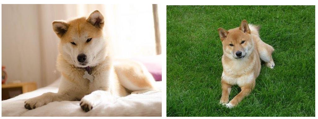 從外觀來分辨秋田犬和柴犬，最明顯的差異就是體型和尾巴！