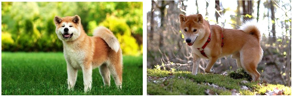 秋田犬比柴犬多了一種「虎斑紋」的毛色