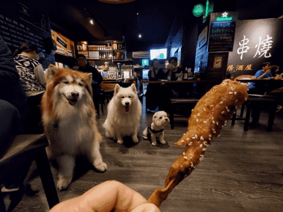 狗狗餐廳