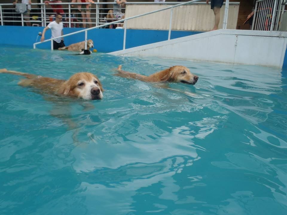 寵物旅行之狗泳池-Good Dog妙狗