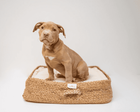 挑選狗窩時不要選擇上面有掛飾、吊飾等裝飾品的款式，以免狗狗在啃咬過程中誤食。