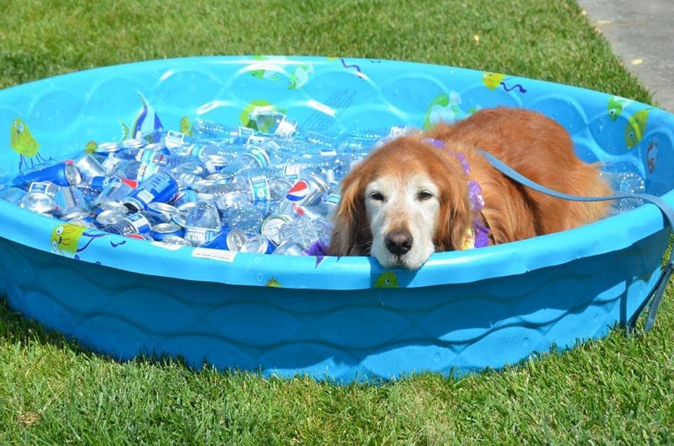 到國外找新家的台灣流浪犬，到新家有個私人的大泳池