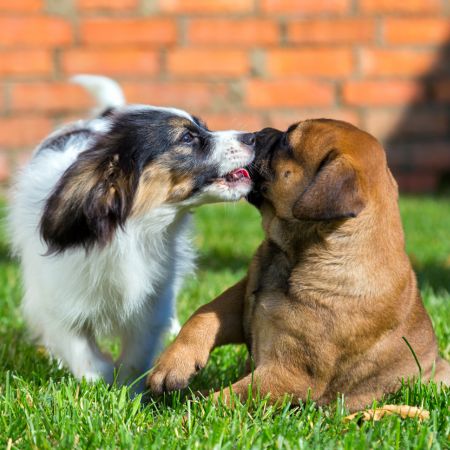 讓幼犬跟狗狗同伴玩耍，學習正確的社交技巧