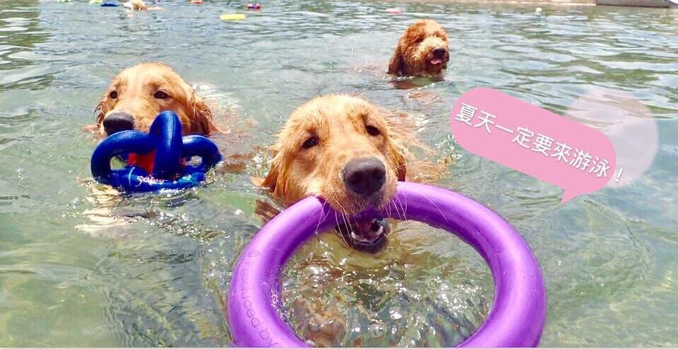寵物旅行之狗泳池-愛狗夢樂圓