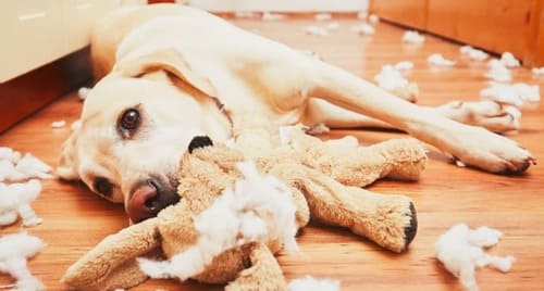 狗狗啃咬娃娃當狗玩具，有吞嚥風險