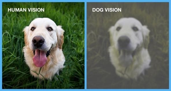 狗狗並不是色盲
