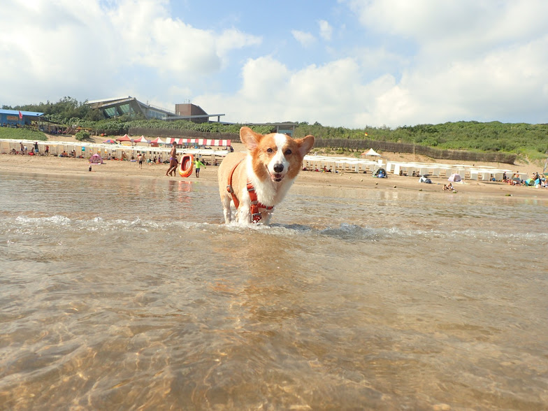 帶狗去旅行-白沙灣游泳