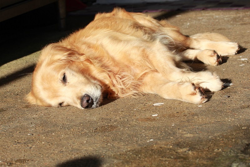狗腳印中剛洗完澡的金金，正在曬太陽