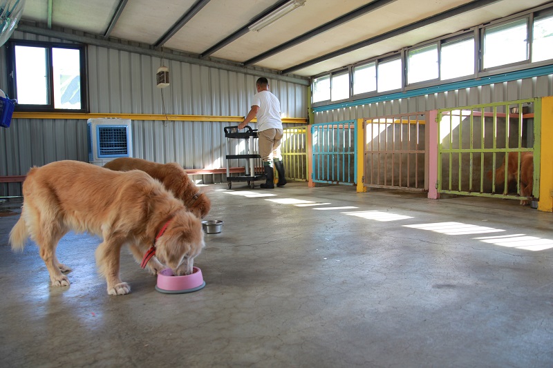 狗腳印在狗舍區的黃金獵犬吃飯，是有經過管理的