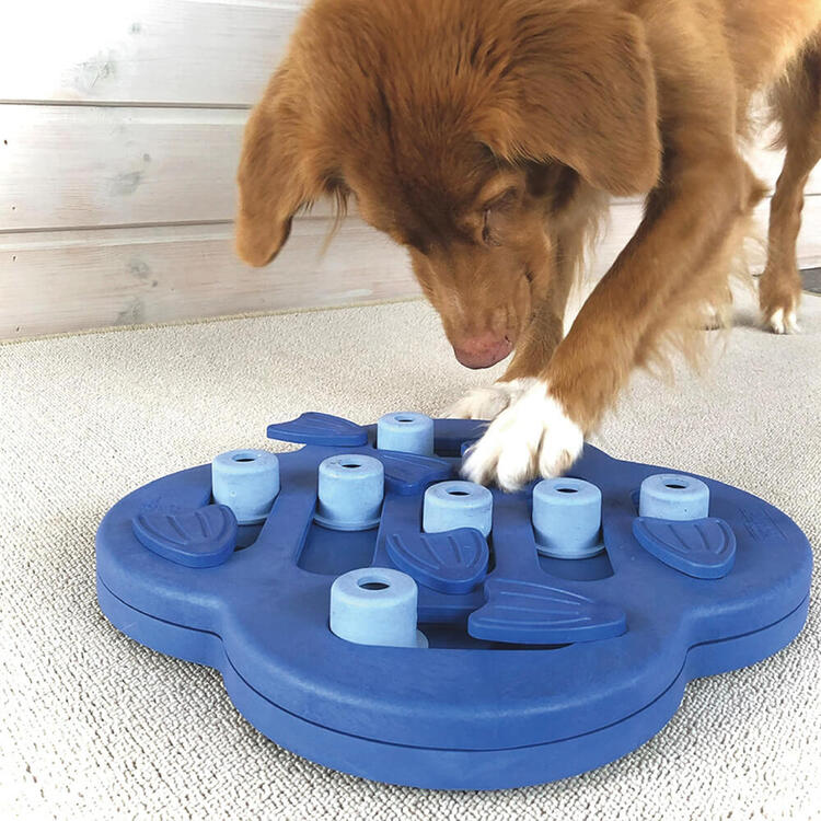 狗狗在玩益智迷宮玩具難度2