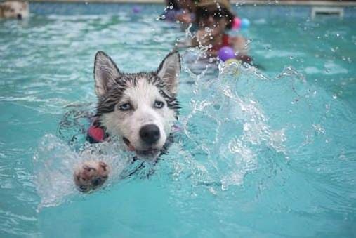 狗狗游泳好處