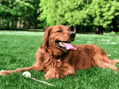 黃金獵犬是特別容易有腫瘤問題的狗狗品種，須定期健康檢查。