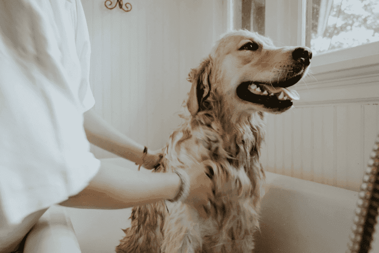 黃金獵犬 洗澡