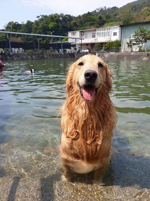 狗狗游泳池