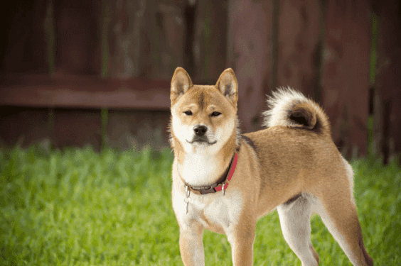 秋田犬容易出現胃扭轉的狀況，要特別注意不宜暴飲暴食。