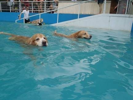寵物游泳池