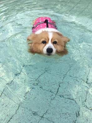 狗狗游泳