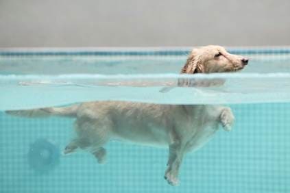 狗泳池