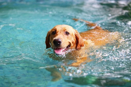 狗狗游泳注意事項