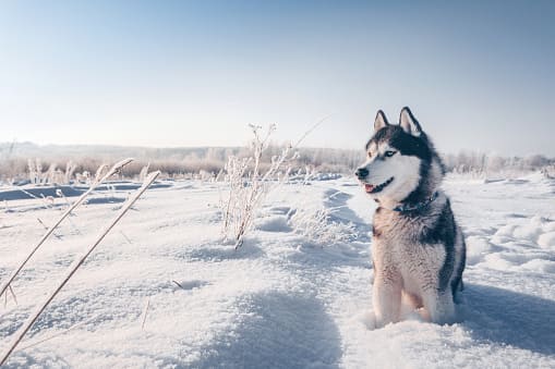 哈士奇具有強大的耐力，可以在雪地裡長途奔跑載運獵物、忍耐寒冷和飢餓。