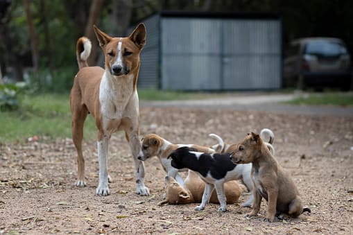 如果浪犬的送養過程並不順利，可進行絕育後原地餵養的方式。