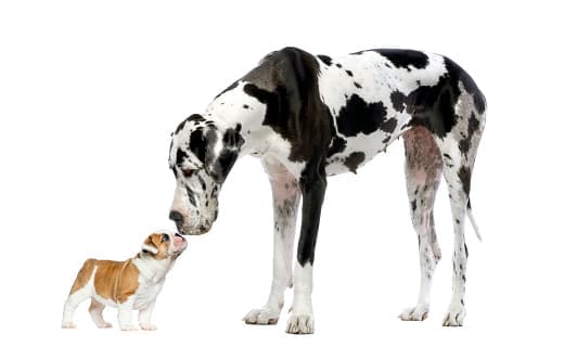 特別需要注意到大型犬和小型犬的營養需求完全不同！