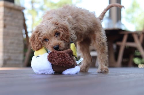 狗玩具使用寵物除臭清潔抗菌產品，是個不錯的選擇