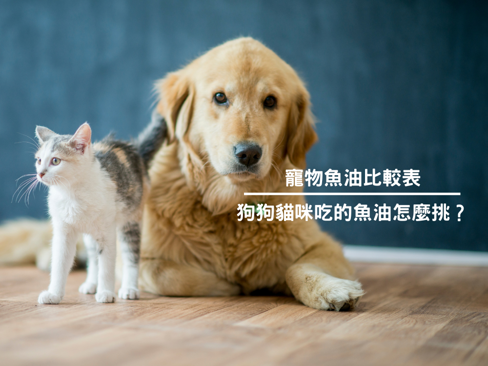 寵物魚油比較表｜狗狗貓咪吃的魚油怎麼挑？哪一種比較好？
