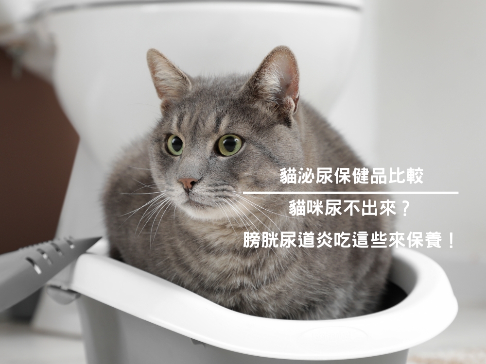 貓泌尿保健品比較｜貓咪尿不出來？膀胱尿道炎吃這些來保養！