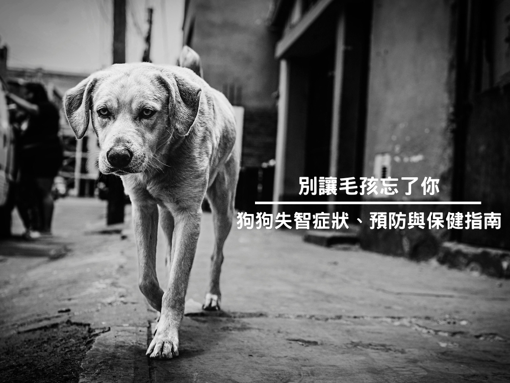別讓毛孩忘了你：狗狗失智症狀、預防與保健指南