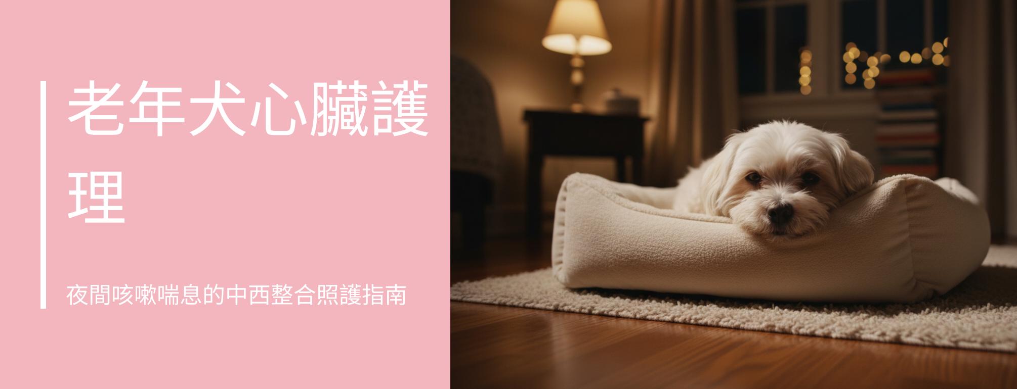 老年犬心臟護理