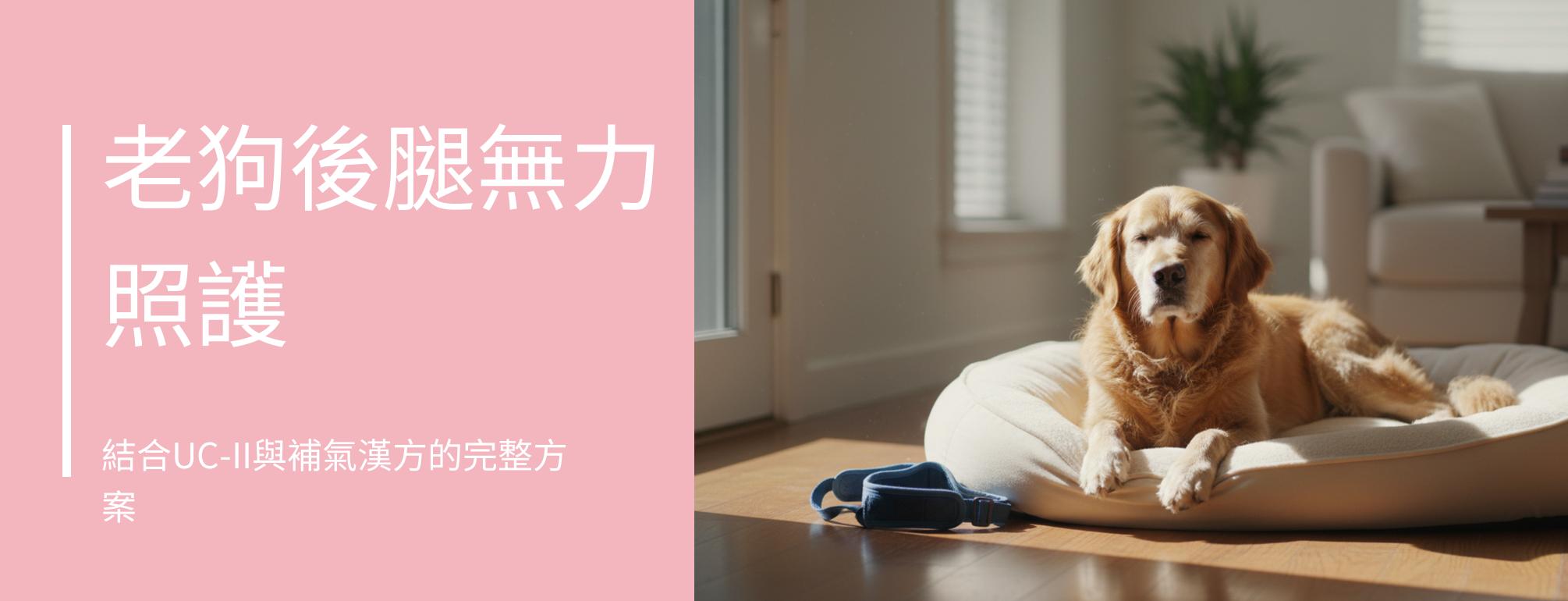老狗後腿無力照護完整解決方案