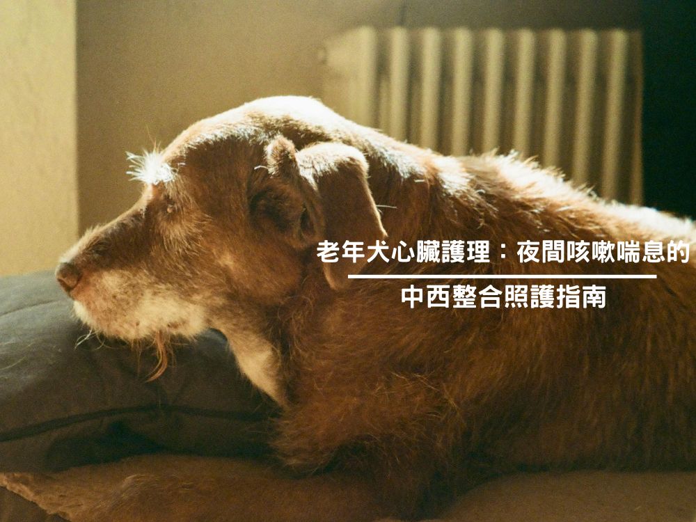 老年犬心臟護理：夜間咳嗽喘息的中西整合照護指南