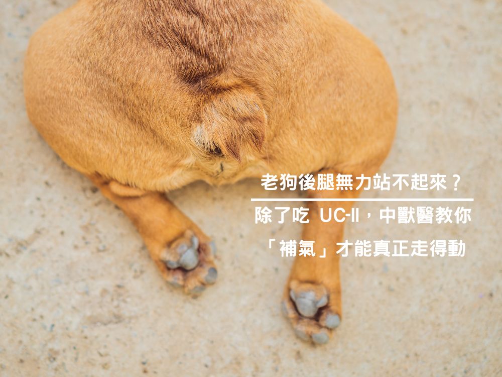 老狗後腿無力站不起來？除了吃 UC-II，中獸醫教你「補氣」才能真正走得動