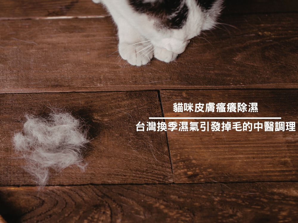 貓咪皮膚搔癢除濕｜台灣換季濕氣引發掉毛的中醫調理