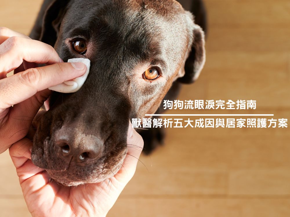 狗狗流眼淚完全指南|獸醫解析五大成因與居家照護方案