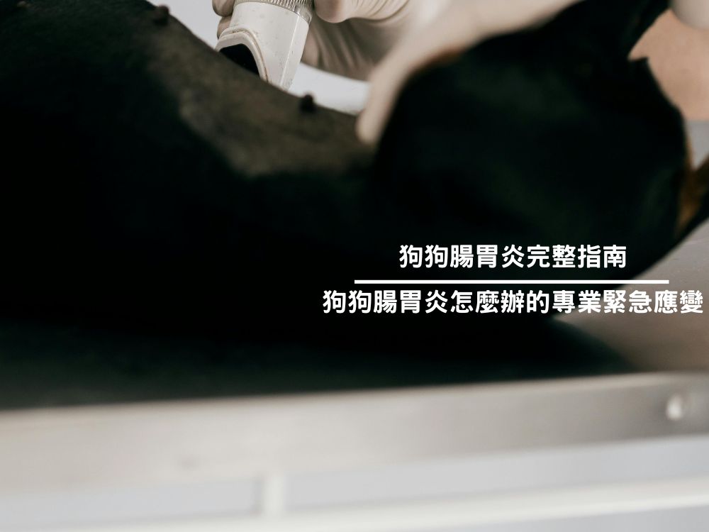 狗狗腸胃炎完整指南|狗狗腸胃炎怎麼辦的專業緊急應變